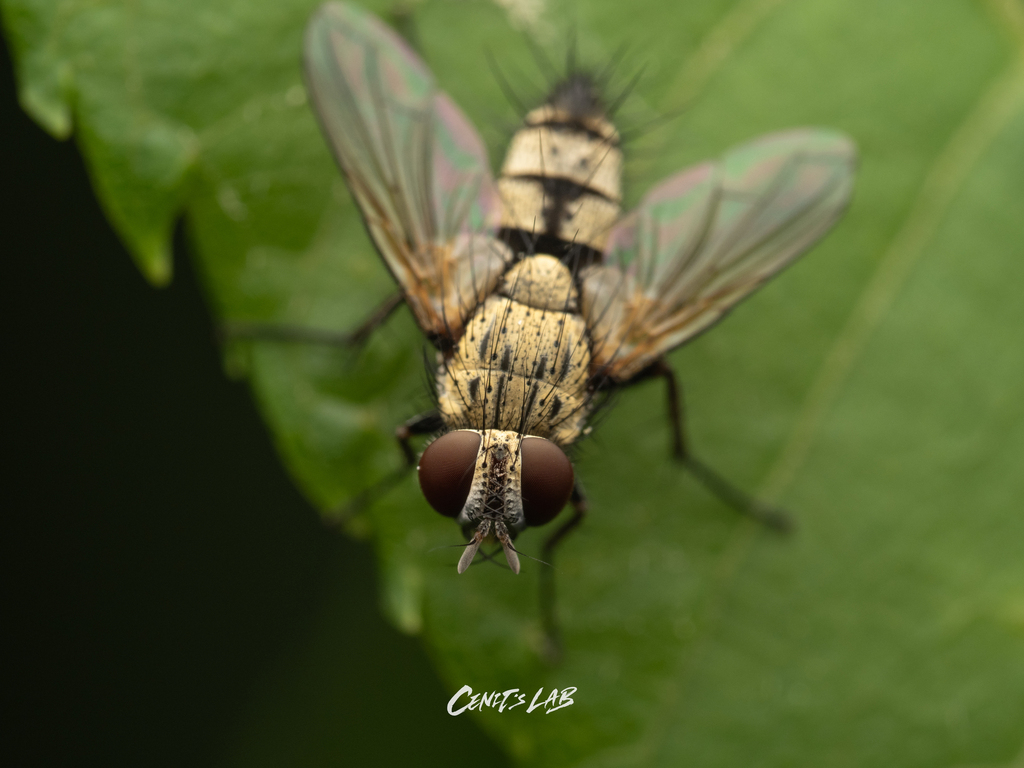 Drinomyia