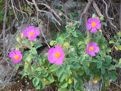 Cistus creticus eriocephalus