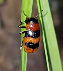 Coptocephala pallens