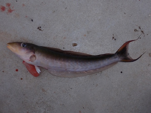 Muttonfish (Malacanthus plumieri) — Malacanthidae — 3