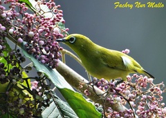 Sangkar White-Eye photo 2