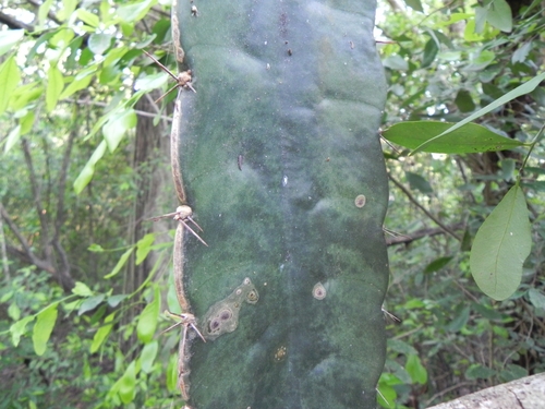 Image of Cereus stenogonus by (c) Thomaz Ricardo Favreto Sinani, some rights reserved (CC BY)