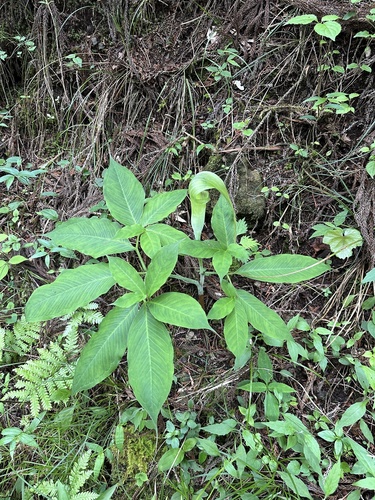 Arisaema tosaense iNat (1)