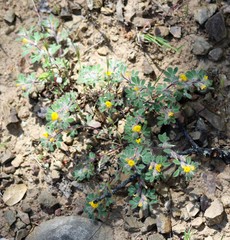 Acmispon brachycarpus