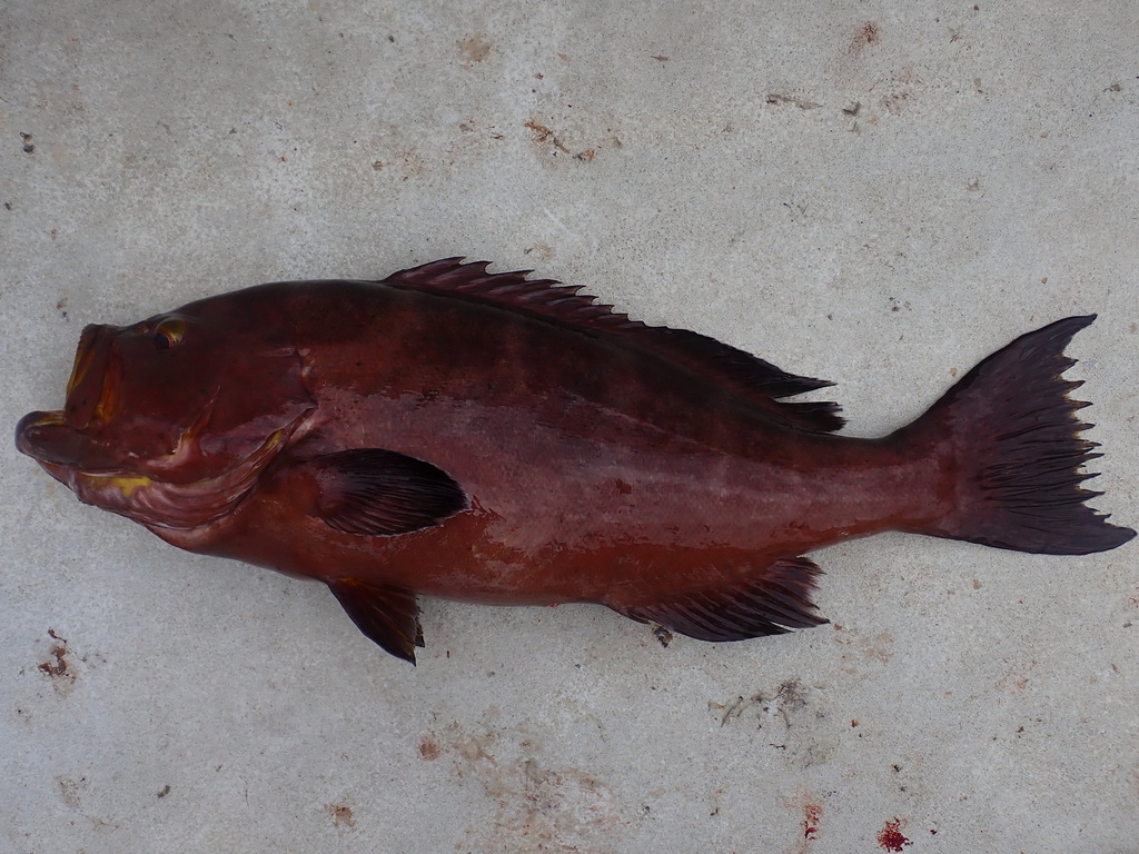 Blake (Mycteroperca interstitialis) — Serranidae