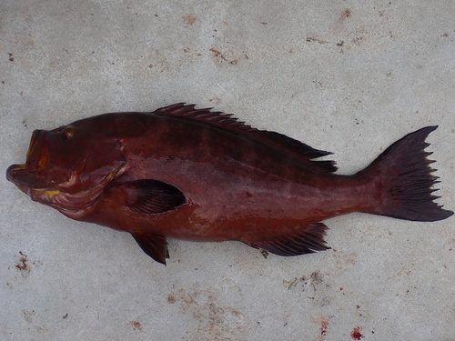 Blake (Mycteroperca interstitialis) — Serranidae