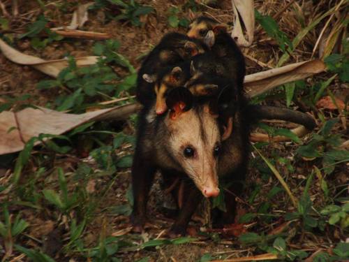Southern Opossum