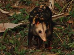 Common Opossum photo 4