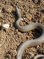 Thamnophis melanogaster