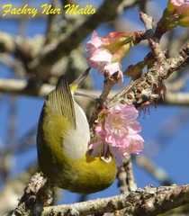 Sangkar White-Eye photo 3