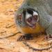 Black-headed Night Monkey - Photo (c) Martin Acosta, some rights reserved (CC BY-NC), uploaded by Martin Acosta