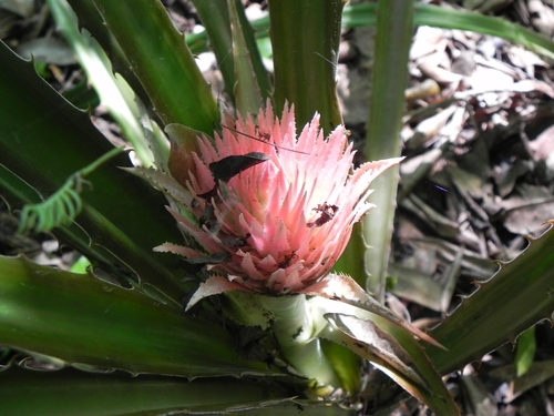 Image of Ananas macrodontes by (c) Thomaz Ricardo Favreto Sinani, some rights reserved (CC BY)
