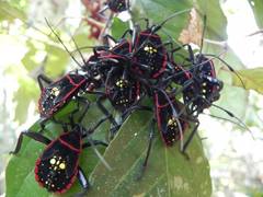 Pachylis pharaonis