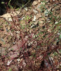 Trifolium willdenovii