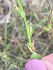Triodanis biflora