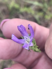 Triodanis biflora
