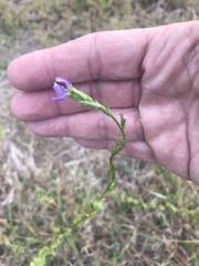 Triodanis biflora