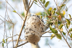 Polybia plebeja