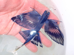 Atlantic Blackwing Flyingfish photo 3