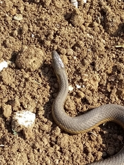 Thamnophis melanogaster