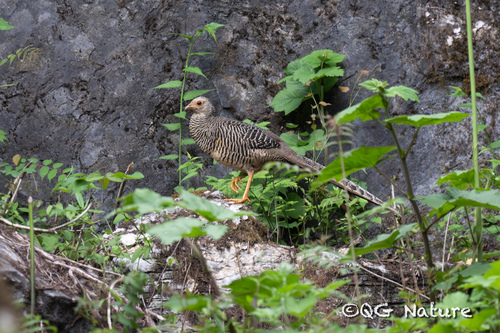 Faisan doré (Chrysolophus pictus)