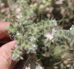 Cryptantha minima
