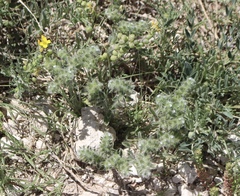 Cryptantha minima