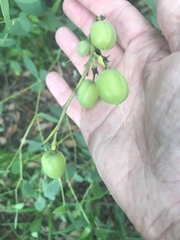 Baptisia sphaerocarpa