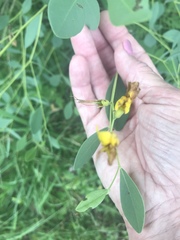 Baptisia sphaerocarpa