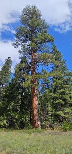 iNaturalist observation photo of Western Ponderosa Pine