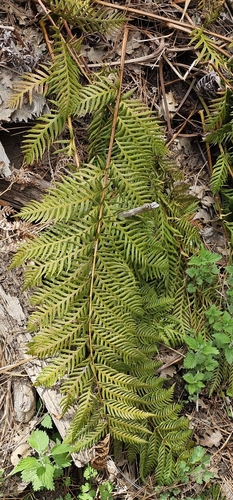 iNaturalist observation photo of giant chain fern