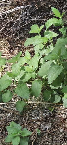 iNaturalist observation photo of slender stinging nettle