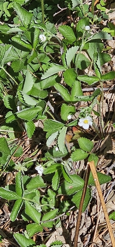 iNaturalist observation photo of woodland strawberry