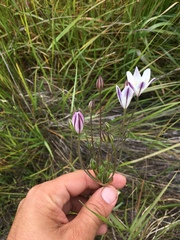 Triteleia peduncularis