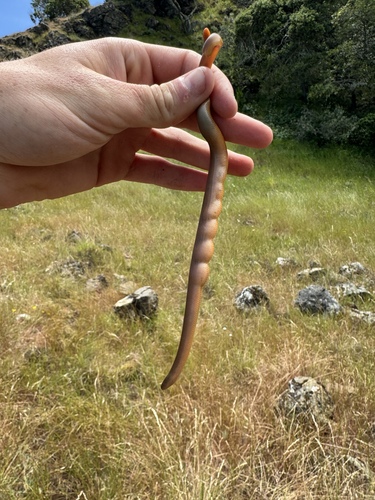 Rubber Boa observed near California, US, (c) Aidan Kelly, some rights reserved (CC BY-NC)