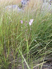 Triteleia peduncularis