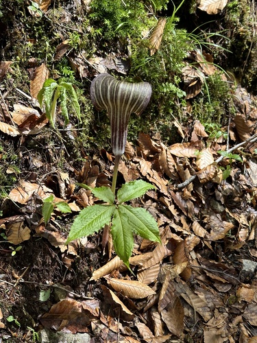 Arisaema ishizuchiense iNat (1)