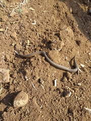 Thamnophis melanogaster