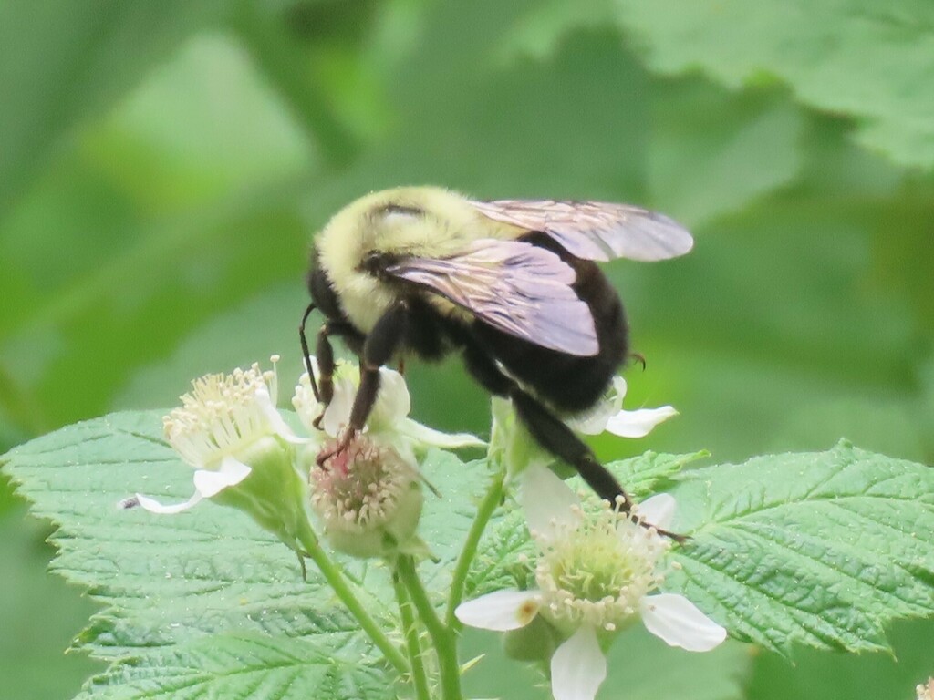 Common Eastern Bumble Bee from Home on May 15, 2024 at 02:18 PM by ...