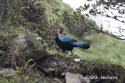 Chinese Monal (Lophophorus lhuysii), photo 10