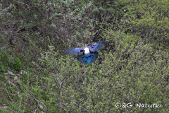 Chinese Monal photo 3