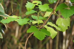 Akebia trifoliata