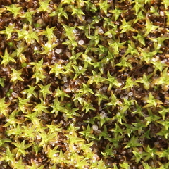 Tortella flavovirens