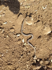 Thamnophis melanogaster