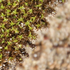 Tortella flavovirens