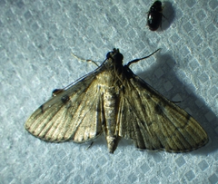 Nacoleia charesalis
