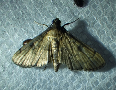 Nacoleia charesalis