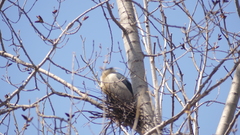 Nycticorax nycticorax
