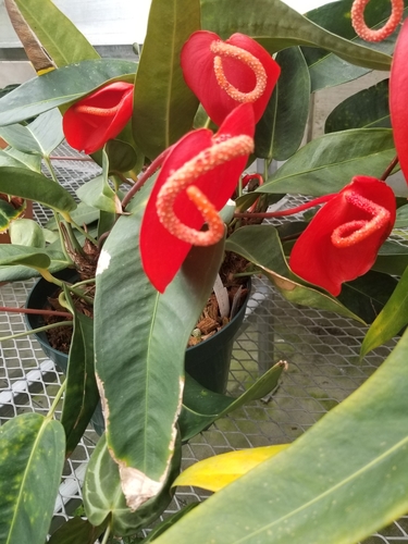 Anthurium scherzerianum