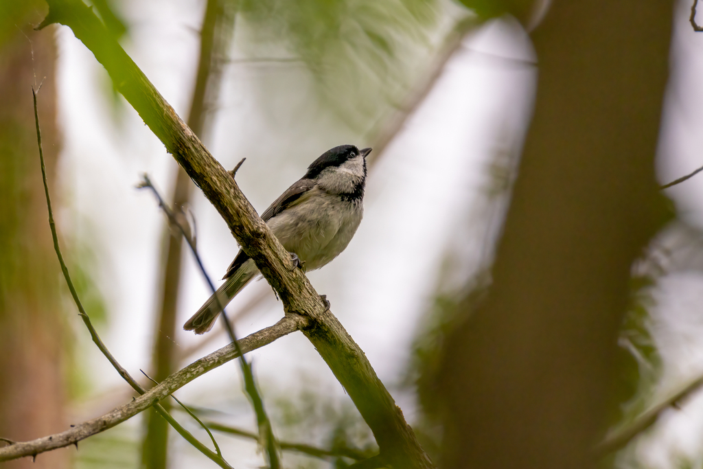 Carolina Chickadee from Broadkill Hundred, Delaware, United States on